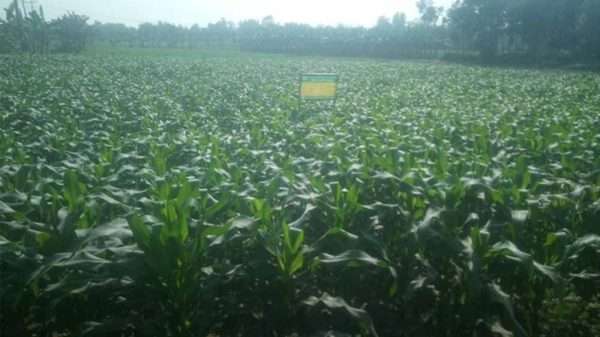 পাঁচবিবিতে ভূট্টার বাম্পার ফলনের আশা কৃষক কূলের
