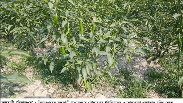 দিনাজপুরের ফুলবাড়ীতে মরিচের বাম্পার ফলন হলেও হাসি নেই কৃষকের