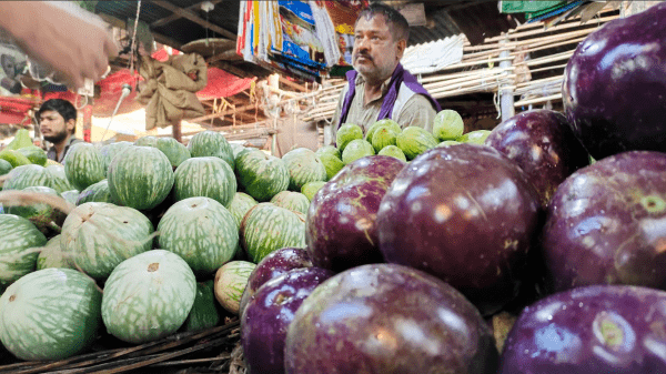 ১৫ টাকার বেগুন রাতারাতি ৭০ টাকা কেজি 
