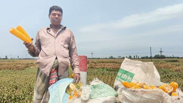 বগুড়ায় আলুতে কান্না, ভুট্টা চাষে কৃষকের ঠোঁটে হাসি