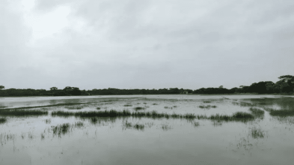 শেরপুরে পানির নিচে কৃষিজমি, রোপা-আমন ধান রোপণ নিয়ে কৃষকদের উদ্বেগ