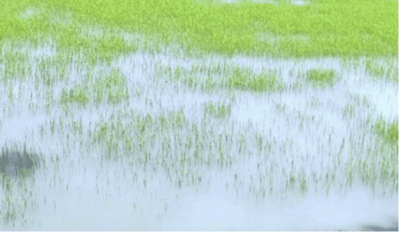 শেরপুরে পানির নিচে কৃষিজমি, রোপা-আমন ধান রোপণ নিয়ে কৃষকদের উদ্বেগ 3 ropa bij bogura