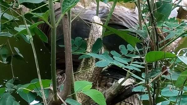 বগুড়ার শেরপুরে পুকুর থেকে যুবকের লাশ উদ্ধার