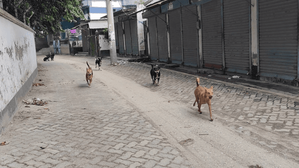 শেরপুরে স্কুল পথে কুকুর আতঙ্ক, বিপাকে নারী ও শিক্ষার্থীরা