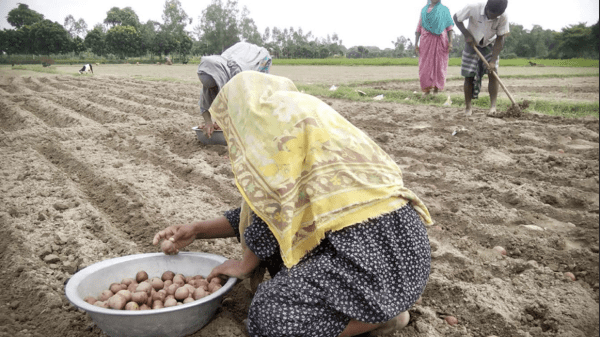 ধান কেটে আলুর মাঠে কৃষক, আগাম আলুর সঙ্গে নতুন প্রত্যাশা
