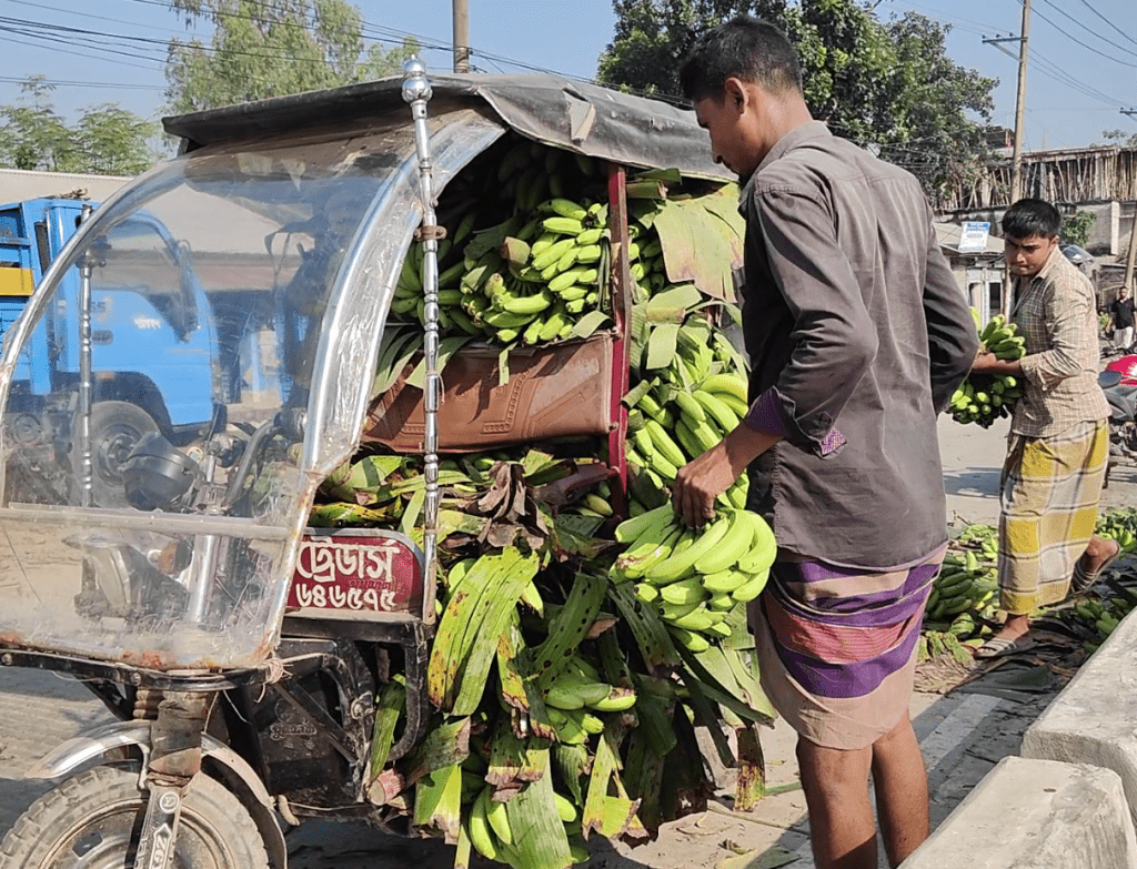 উত্তরাঞ্চলের কলা রাজধানী নয়মাইল হাট, সপ্তাহে বিক্রি ২০ লক্ষ টাকা 3 kola sale bogura