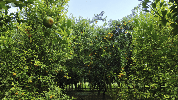 বগুড়ায় প্রথম সফল কমলা বাগান, অনুপ্রাণিত শত কৃষক