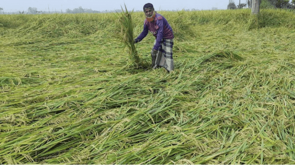 কাটার আগেই মাঠে ধান নষ্ট, বৃষ্টিতে বিপাকে ফুলবাড়ীর কৃষক
